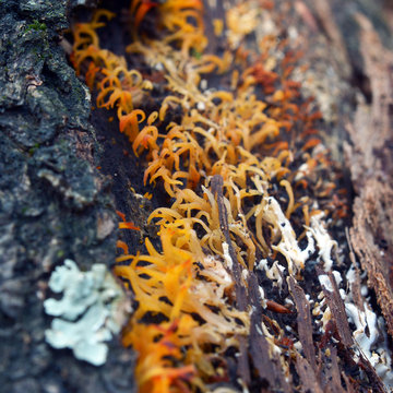 calocera furcata fungus