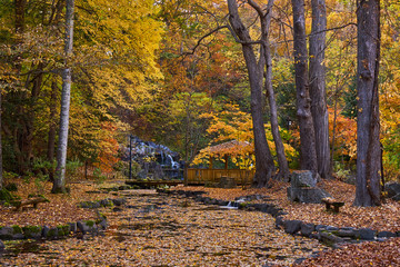 Fototapeta premium 神楽岡公園の紅葉