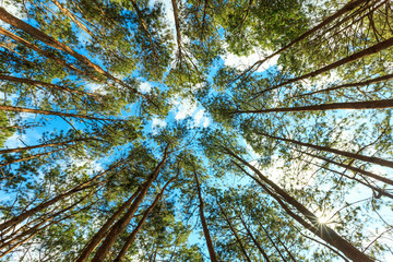 forest trees nature green wood sunlight backgrounds