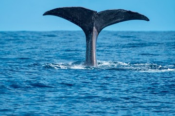 Tail flukes 