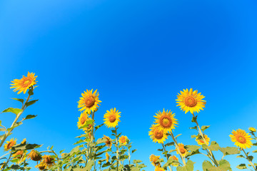 Fototapeta na wymiar Sunflower under the blue sky.