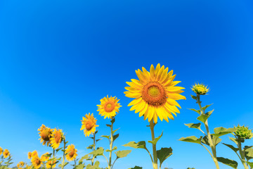 Sunflower under the blue sky.