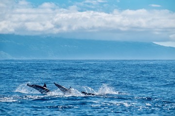 Formation diving dolphins 