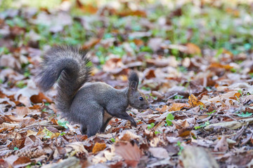 神楽岡公園のエゾリス