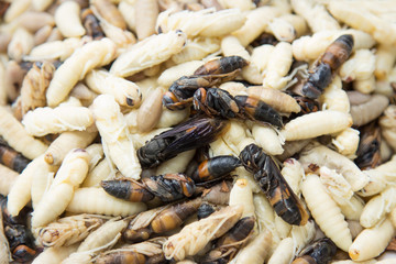 ํYoung wasp on nest from human hunting for eating in tropical forest 