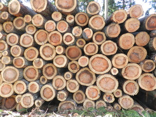 木材　年輪　切り口