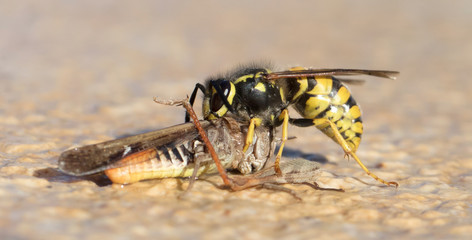 Wasp cutting of a grasshoppers head