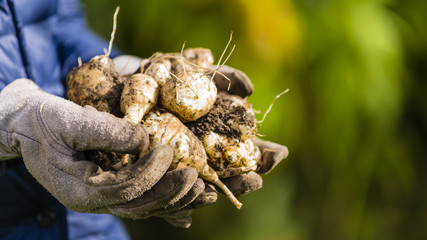Autumn harvest in the garden. Jerusalem artichoke tubers on hands.