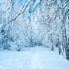 Fairy Winter Forest