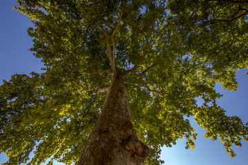 Fototapeta premium Tree