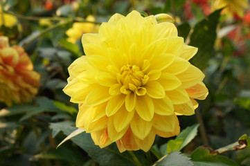 Yellow dahlia flower head with green