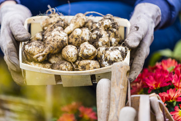 Autumn harvest in the garden - Jerusalem artichoke tubers in gardener's basket.