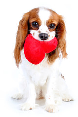 Dog with heart. Cavalier king charles spaniel valentine s day illustration. Plush red heart with...