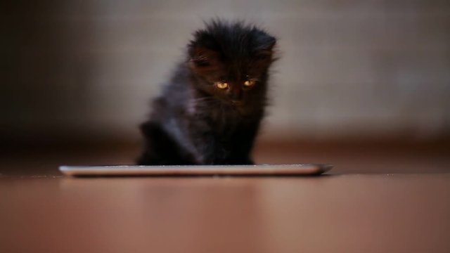 A little black kitten in the evening is playing with a screen tablet computer. Having fun and jumping on the screen.