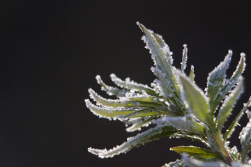 morning frost on plants