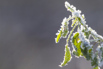morning frost on plants