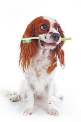 Dog with toothbrush. Cavalier king charles spaniel dog photo. Beautiful cute cavalier puppy dog on isolated white studio background. Trained pet photos for every concept. Cute.