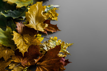 Bunch of colorful messy autumn leaves on gray background with copy space. 