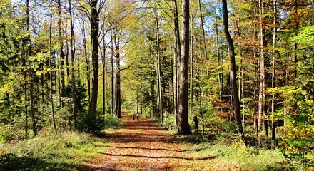 Wandern durch den herbstlichen Wald