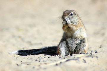 Ground Squirrel