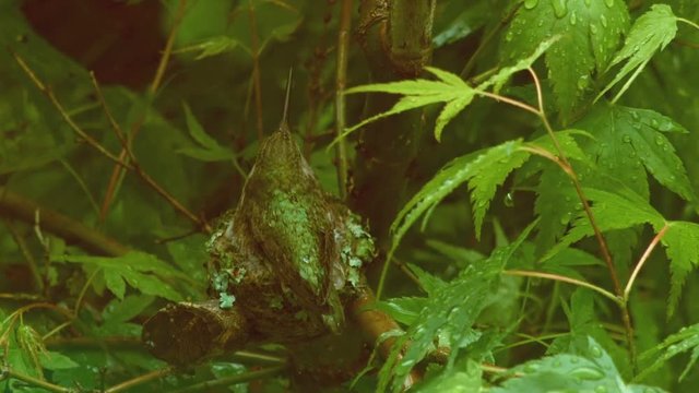 Mother sits on nest then flies away Anna's Hummingbird Nest and Chicks Oregon 07