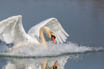 Acrylic prints Swan mute swan (Cygnus olor) with spread wings splashing water surface