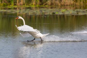 mute swan (Cygnus olor) running on the water surface with reed