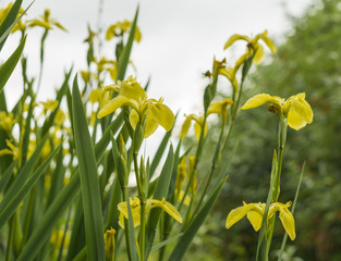 yellow water iris