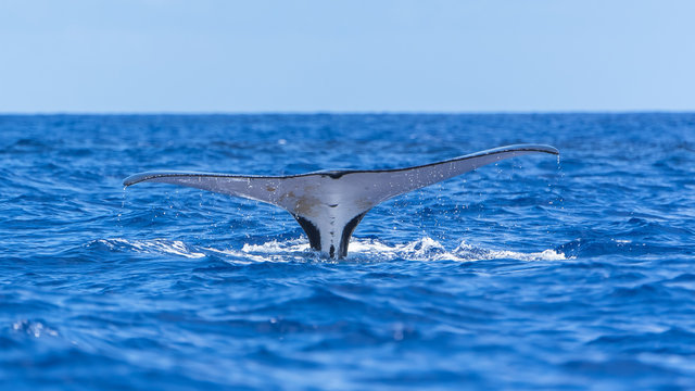 Humpback whale swimming in the Pacific Ocean, tail of the whale diving 

