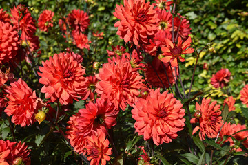 Dahlia rouge en été au jardin