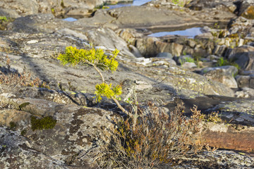 A small pine on a granite rock.