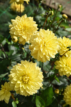 Dahlia jaune en été au jardin