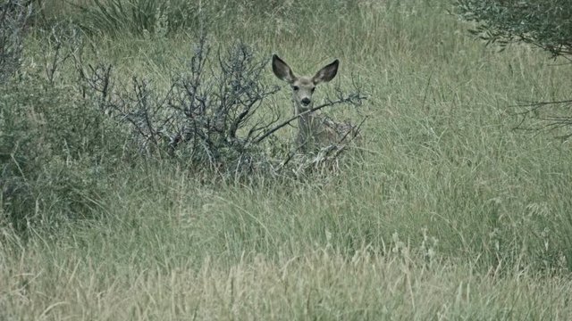 Mule Deer at Dusk Hart Mountain National Antelope Refuge 164