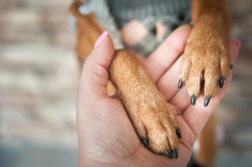 Dog paws and human hand close up.