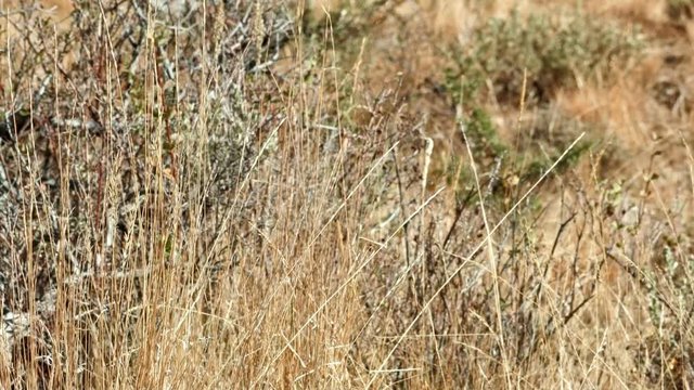 Native bunchgrass Kiger Lookout Diamond Steens Mountain Near malheur Wildlife Refuge 11