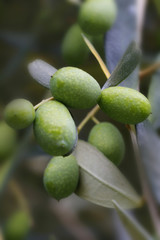 Grüne Oliven am Baum