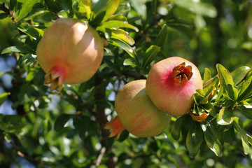 Granatapfel (Punica granatum) Früchte am Baum