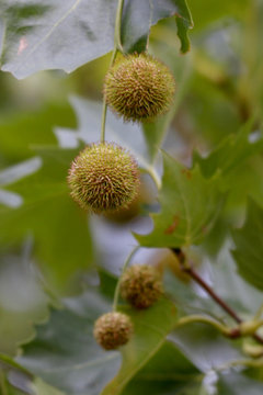 Ahornblättrige Platane, Platanus ×hispanica, Früchte
