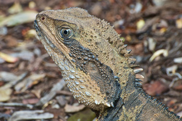 Eastern Water Dragon