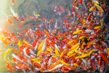 Lots of colorful fancy carps (Koi fish) in the pond. Waiting for feeding.