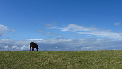 Black Sheep Alone in Meadow