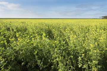 flowering field of mustard seed and blue sky in dutch province of flevoland in the netherlands