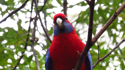 Curious Crimson Rosella in a Tree