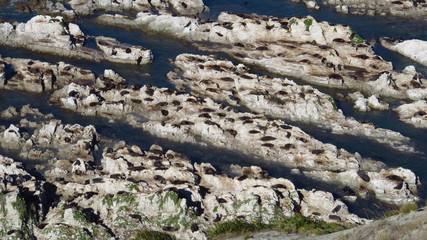 Grey Seal Colony Resting on Rocks 