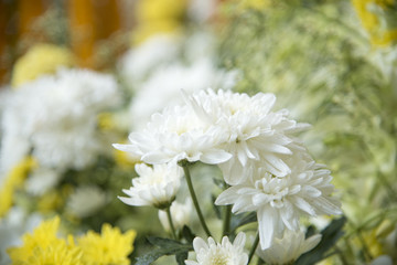 Flower nature with copy space