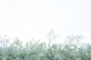 Flower orchid nature as natural background or wallpaper.