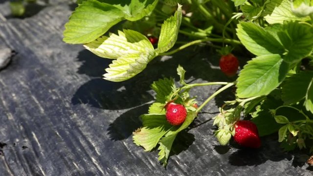Strawberry plasticulture growing method