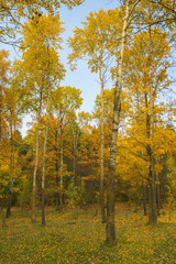 Autumn city park, Minsk, Belarus