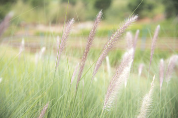 Closeup nature view of grass on blurred background