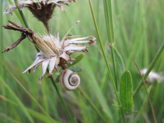  Snail